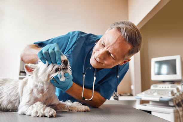 Best Emergency Dental Surgery in Walton, KY